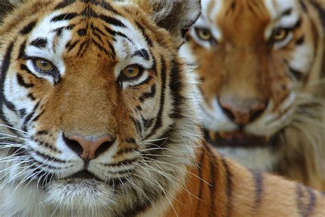 Wild Tigers To Return To Kazakhstan 70 Years After Going Extinct Wwf