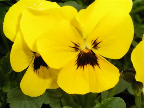 Yellow Pansies Mary Flickr