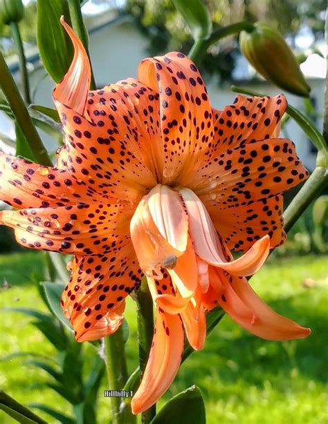 Photo Of The Bloom Of Double Tiger Lily Lilium Lancifolium Flore