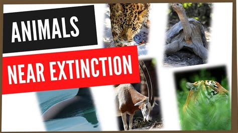 Animals Near Extinction Youtube