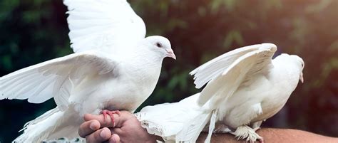 What's the Meaning of a White Dove Release? | Mountain View Funeral ...