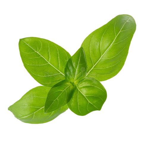 Close Up Of Fresh Green Basil Herb Leaves Isolated On White Back Stock