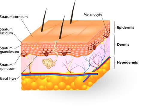Understanding Your Skin Skin Structure Skin Anatomy Epidermis