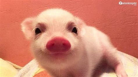 Hình ảnh Con Lợn Con Heo đẹp Cho Năm Mới 2019