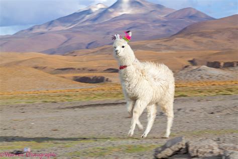 Llama Running Bolivia Photo Wp44101