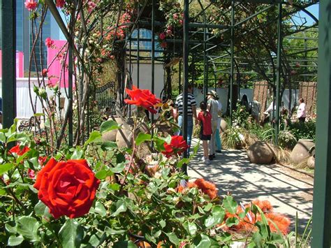 Festival De La Rosa Fiesta De Colores Y Aromas En Parque Araucano