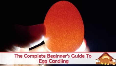 How To Candle Eggs Definitive Day By Day Guide