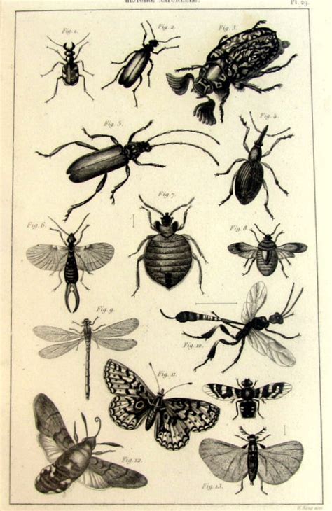 1852 Vintage Insects Engraving Antique Original Insect Print Etsy