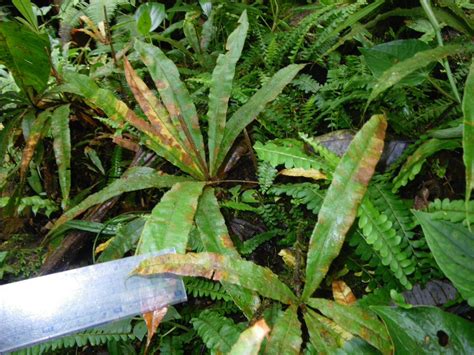 Oleandra Decurrens Ferns And Lycophytes Of The World
