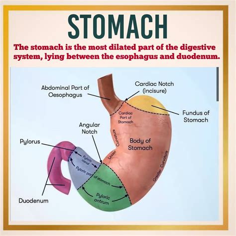 Cardiac Notch Of Stomach