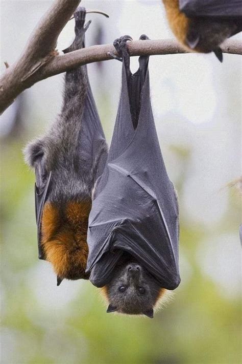 Pin By Lisa Fuselier On Wonderfully Made 2 Fox Bat Baby Bats