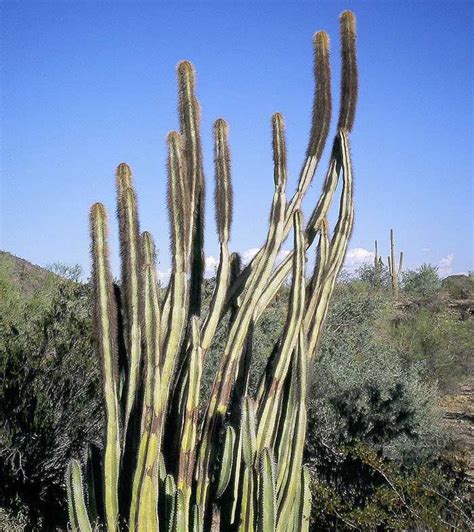 Senita Cactus And The Organ Pipe Cactus National Monument Desertusa