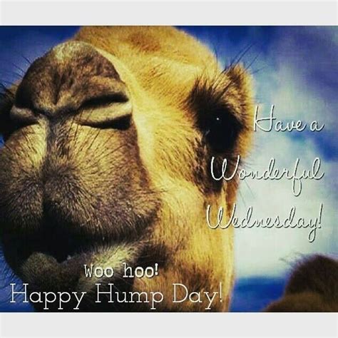 Wednesday Hump Day Wednesday Greetings Happy Wednesday Quotes