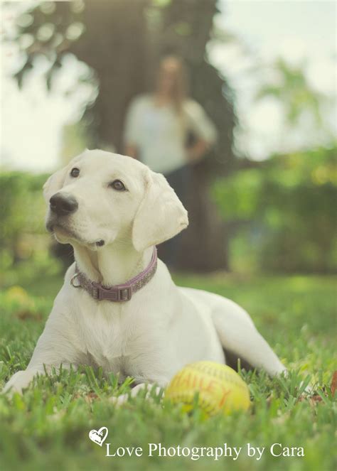 Cute Pet Idea Senior Portrait With Hailey And Her Softball And Pup