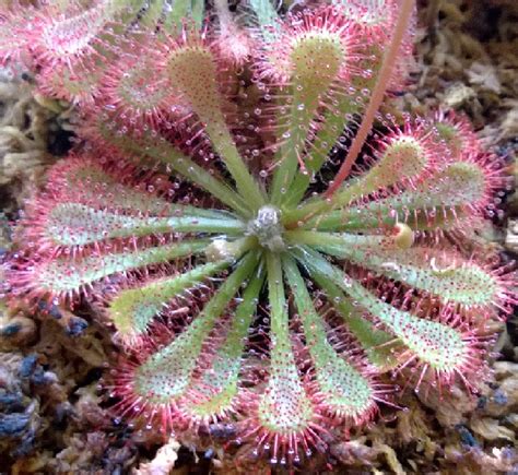 Lovellae or drosera lovellae is found on fraser island, queensland, australia. ¿Qué Drosera es?