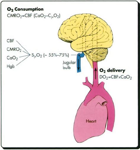 Figure 2 Physiology Of Jugular Venous Oxygenation Clinical