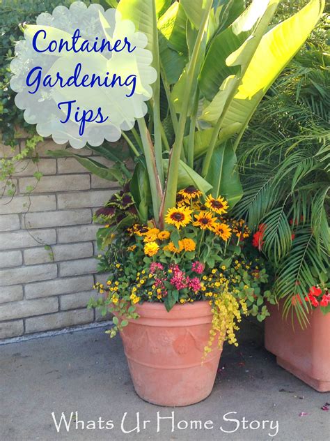 Container Gardening Whats Ur Home Story