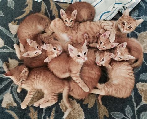 A Litter Of Ginger Tabby Kittens With Their Mother Via Momranaway