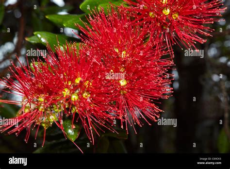 Closeup Of Native Pohutukawa Flowers Metrosideros Excelsa Stock Photo