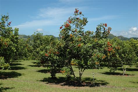 Рамбутан Фото Как Растет – Telegraph
