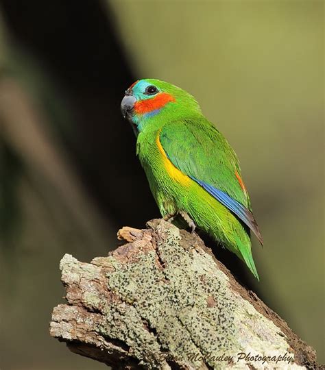 Parrot Encyclopedia Double Eyed Fig Parrot World Parrot Trust