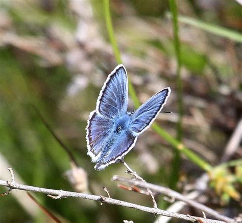 Michael Foley Natural History © Butterfly Silver Studded Blues At