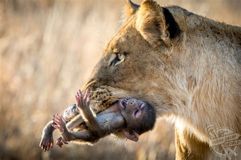 Baby Baboon Begs To Be Spared Before Being Killed By 300lb Lioness