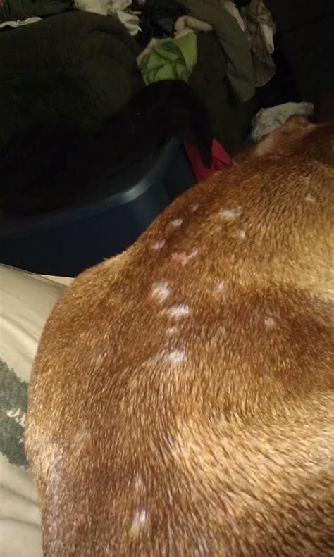 Dog Losing Hair In Spots On Back