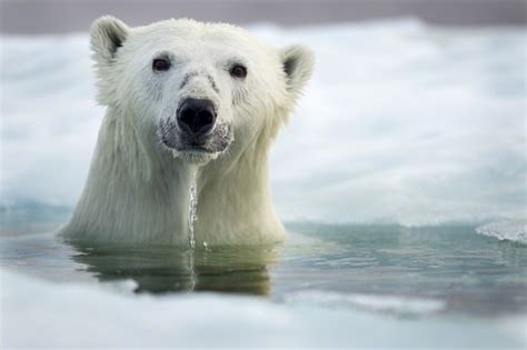 Polar Bear Hudson Bay Canada Fubiz Media