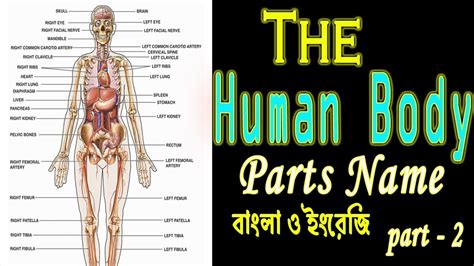 Body parts of woman name with picture. The Human Body -Parts Name In English/Bangla|মানবদেহের ...