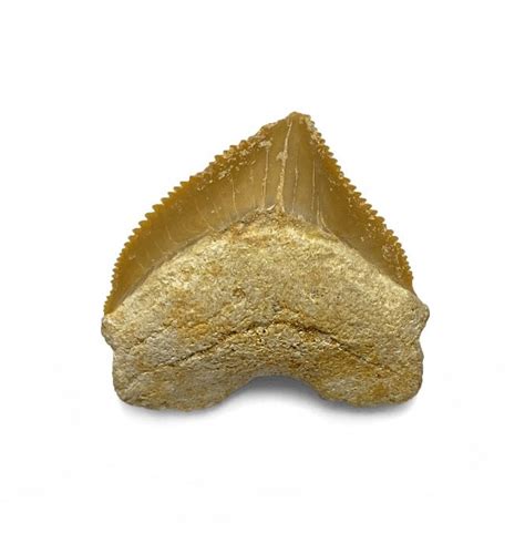 Fossils For Sale Fossils Cretaceous Crow Shark Tooth From