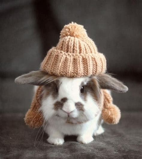 Cute Bunny With Hat♥ Bunnies Pinterest