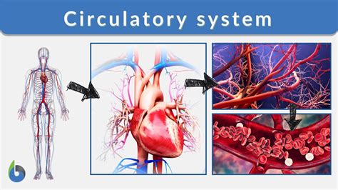 Circulatory System Animals