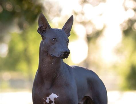 Mexican Hairless Xoloitzcuintli Pictures Care Traits And More Dogster
