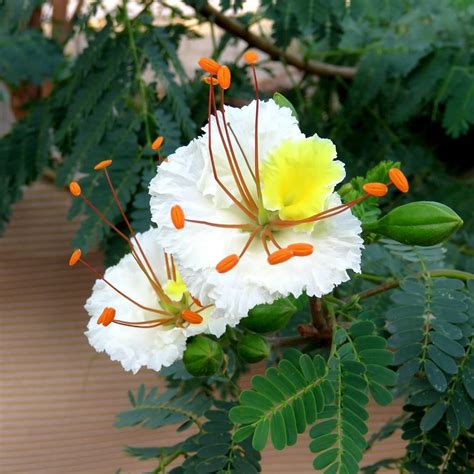 Delonix Elata Tree 5 Seeds, White Gulmohar Poinciana Bonsai | The Plant ...