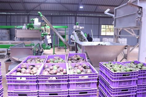 Avocado Processing Plant Opened In Kisii Kilimo News