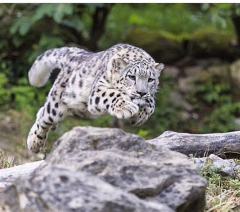Clouded Snow Leopard Leaping For Prey Wild Cats Cute Animals Cats