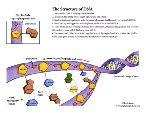 Anatomy Of Dna