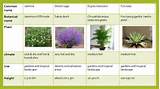 Landscape Plants Names India