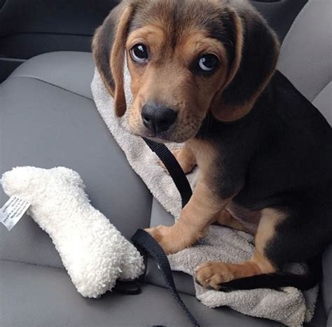 18 Reasons Beagles Are The Worst Dogs To Live With
