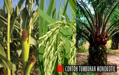 TUMBUHAN MONOKOTIL BY NUR SYAFIKA KELAS 9.3
