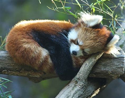 The Cutest Red Panda Photos Ever