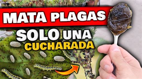 Mata Bichos Y Plagas Con Este Insecticida Casero Para Plantas Y Huerto