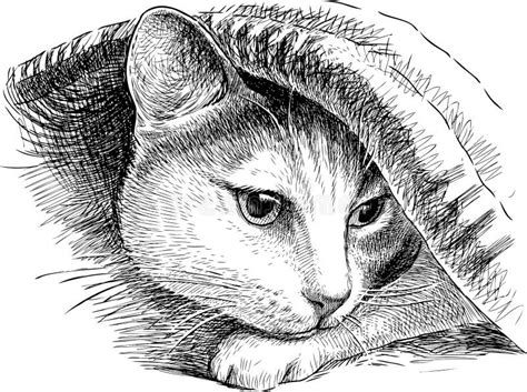 A House Cat Hides Under A Blanket Stock Vector Illustration Of Feline