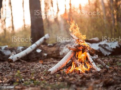 Bonfire In Forest At Sunset Stock Photo Download Image Now Istock