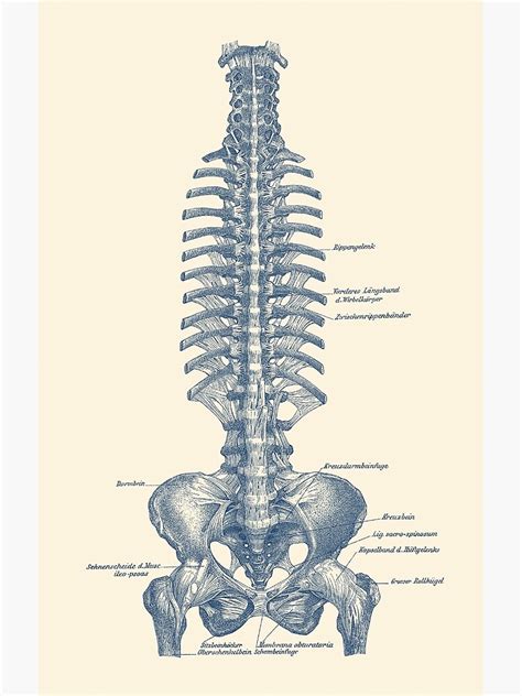 12 photos of the human back bone chart. "Human Spine and Pelvis - Simple Diagram" Poster by ...