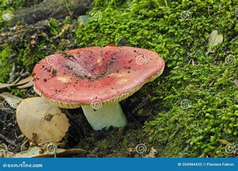 Russula Sanguinea Mushroom Bloody Brittlegill Stock Image Image Of