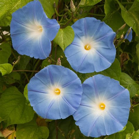 Morning Glory Heavenly Blue Climbing Plants Van Meuwen Blue