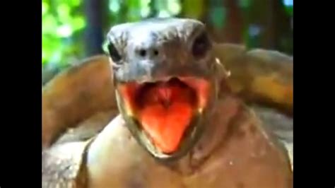 Turtle Hot Trap Turtle Orgasm Remix Youtube