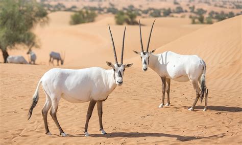 What Animals Live In The Arabian Desert Worldatlas